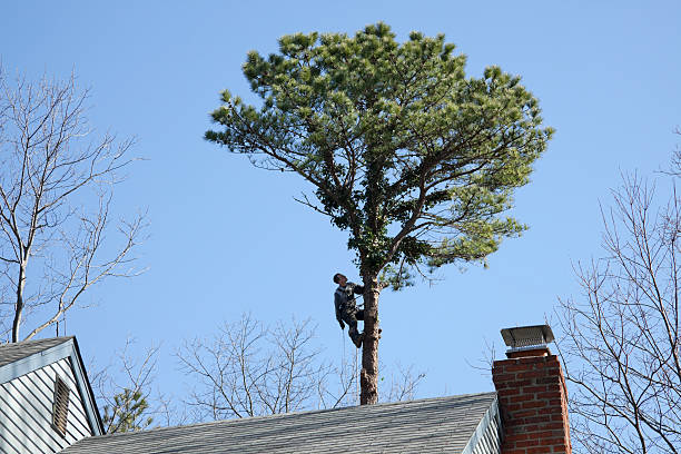 How Our Tree Care Process Works  in  Murphys Estates, SC